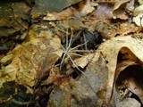 Xylaria tentaculata image