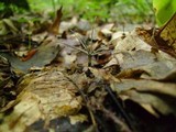 Xylaria tentaculata image
