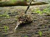 Xylaria tentaculata image