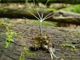Xylaria tentaculata image