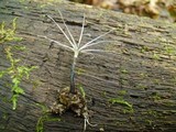 Xylaria tentaculata image