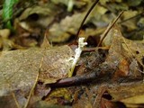 Isaria tenuipes image