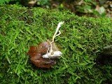 Isaria tenuipes image