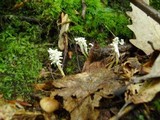 Isaria tenuipes image