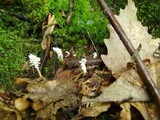 Isaria tenuipes image