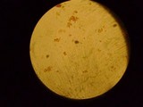 Isaria tenuipes image