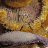 Lactarius repraesentaneus image