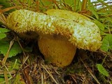 Lactarius repraesentaneus image