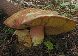 Boletus smithii image