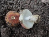 Russula flavisiccans image