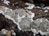 Kretzschmaria deusta image