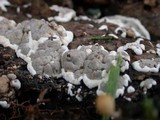 Kretzschmaria deusta image