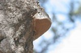 Phellinus tremulae image
