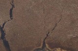 Phellinus tremulae image