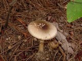Amanita brunnescens image