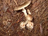 Amanita brunnescens image