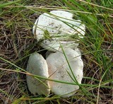 Amanita longipes image