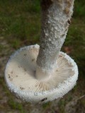 Amanita longipes image