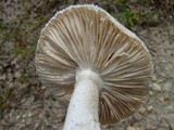 Amanita longipes image