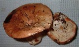 Russula compacta image
