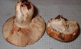Russula compacta image