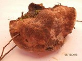 Hydnellum peckii image