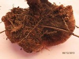 Hydnellum peckii image