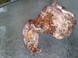 Phallus hadriani image