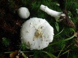 Image of Amanita limbatula