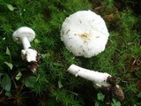 Amanita limbatula image