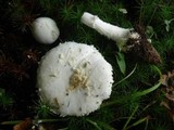 Amanita limbatula image