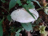 Amanita limbatula image