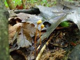 Ophiocordyceps sphecocephala image