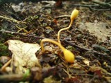 Ophiocordyceps sphecocephala image