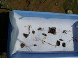 Ophiocordyceps sphecocephala image