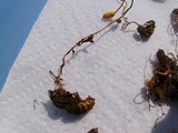 Ophiocordyceps sphecocephala image