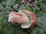 Boletus subcaerulescens image