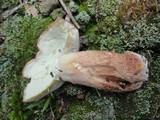 Boletus subcaerulescens image