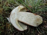 Boletus subcaerulescens image