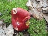 Boletus frostii image