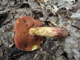 Boletus frostii image