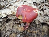 Boletus frostii image