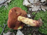 Boletus frostii image