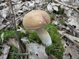 Boletus pallidus image