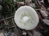 Boletus pallidus image