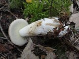 Boletus pallidus image