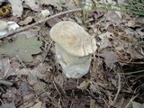 Hypomyces chlorinigenus image