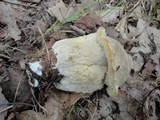 Hypomyces chlorinigenus image