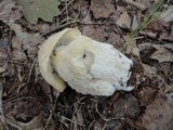 Hypomyces chlorinigenus image