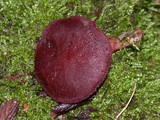 Tubaria punicea image